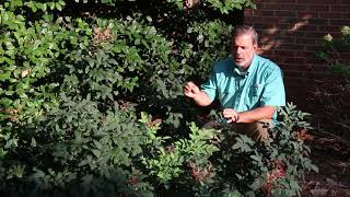 Oregon grape holly Berberis aquifolium  Plant Identification [upl. by Arriat]