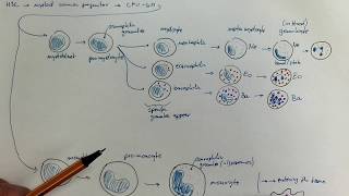 0804Granulopoiesis and monopoiesis [upl. by Dionis272]