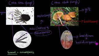 Classification of Fungi  Biological Classification  Biology  Khan Academy [upl. by Edny494]