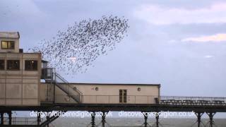 Starling murmuration  Aberystwyth Cardigan Bay Ceredigion [upl. by Valdemar550]