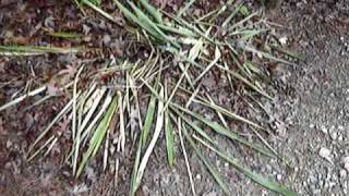 What kills Yucca plants [upl. by Neall]