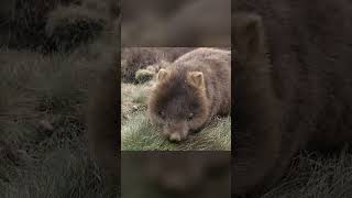 El wombat shorts wombats marsupial animales australia [upl. by Myrilla970]