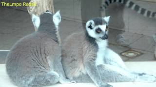 Lemur catta at close range  ZOO in Opole  Ultra HD video 4K [upl. by Atiluap]