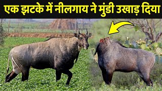 नीलगाय इतने खतरनाक क्यों होते है   Nilgai Kaisi Hoti Hai  Nilgai Ke Bare Mein Jankari [upl. by Margalo]