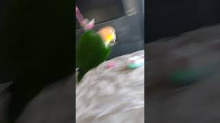 Funny hangy caique parrot caiqueparrot funny cuteparrot [upl. by Ellah]