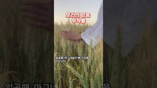 보리의 효능 부작용 성질Barley Benefits Side Effects힐링 koreanfood 음식 식 건강식 혼술 정보이슈레시피혼밥식용먹방곡물 [upl. by Pelson908]