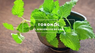 Toronjil Propiedades  Usos medicinales Cuidados [upl. by Sara831]