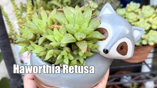 Haworthia Succulent Plant Propagation [upl. by Seabrook]