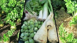 Autumn Harvest Strawing Celeriac Planting Out Overwinter Onions [upl. by Knobloch]