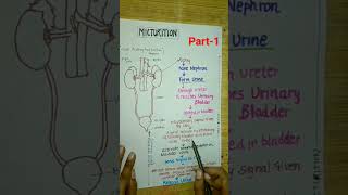 Micturitionclass11neet2024neetbiologycbseyoutubeshortsshortsexcretoryproductamptheirelimination [upl. by Aicil]