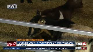 Last chance to catch the Collier County Fair this weekend  7am live report [upl. by Auberta542]