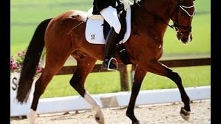 wwwsporthorsesonlinecom 2008 Diamond Hit gelding for sale [upl. by Lynea]