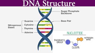 Structure and Function Of DNA I DNA structure class 12 I Scientech Biology I Model of DNA [upl. by Vod]