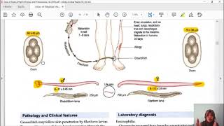 NEMATODA USUS 6 Ancylostoma duodenale [upl. by Ardrey]