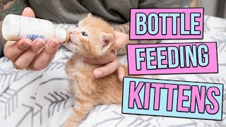 How to Safely Bottle Feed a Kitten [upl. by Anirec]