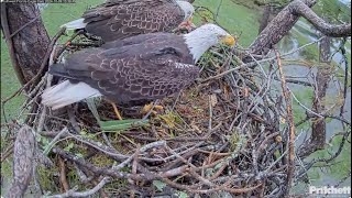 M15 brings fish to F23 Southwest Florida Eagle Cam Southwest Florida Eagle Cam [upl. by Standush]