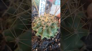 ferocactus hamatacanthus var sinuatus plantas cacto suculentas cactos [upl. by Lavelle350]