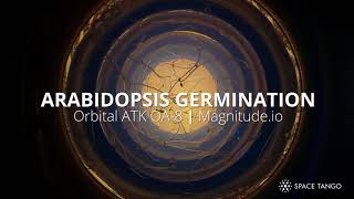 Arabidopsis Germination in Microgravity [upl. by Whitford]