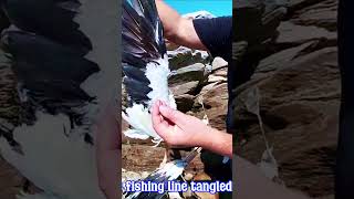 Gannet Tangled In Fishing Line Sad End [upl. by Safko]