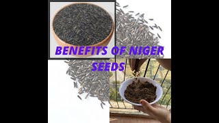 Benefits of Niger Seeds Niger Seeds Recipe Heathy Seeds Ambika Niranjan [upl. by Annel]