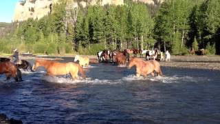 Wranglers drive the horses across a river in Wyoming [upl. by Tihom]