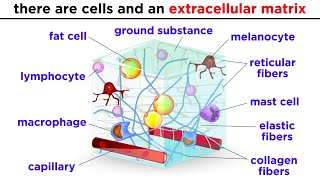 Types of Tissue Part 2 Connective Tissue [upl. by Salokin]