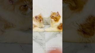 Billu ne diya maalik ko bonus😳😳catcomedy billicomedy cat catvideo viralcat sajidcat billug [upl. by Illak925]