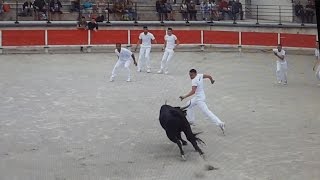 BellegardeRaseteur accrochécourse CamarguaiseManadeDaumasampfilsTaureau N°15020160526 [upl. by Kavanagh131]