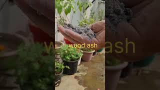 Mirchi plant care tips chillies chillies agriculture tipsandtricks garden terracegarden [upl. by Ravens973]