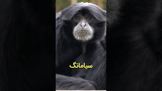 سیامانگ، یکی از منحصر به فرد‌ترین میمون های دنیا  دنیای حیوانات [upl. by Zoie]