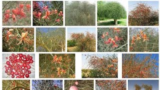 Kirirr Tree Documentary Capparis decidua Tree Documentary  Uses Of Capparis decidua [upl. by Herrle643]