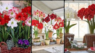 Growing Amaryllis Indoors How to Grow Amaryllis in Pots [upl. by Doria]