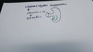 Urogenital system development  part 9 Allantois amp Urachus [upl. by Etteuqal379]