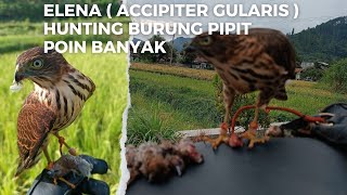 hunting with ELEN  accipiter gularis  falconry hunting burung pipit [upl. by Anyela]