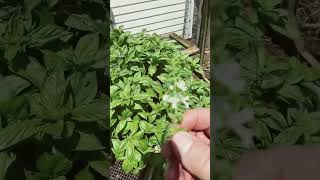 Time to harvest basil basil organicgardening gardening growyourownhomesteading homegrownnice [upl. by Pigeon443]