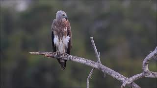 birds of wilpattu [upl. by Gnav]