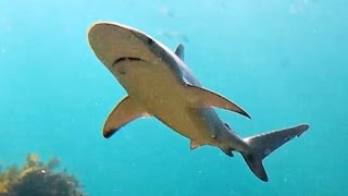 Dusky Whaler Sharks Carcharhinus obscurus at Shelly Beach Manly [upl. by Conlen]