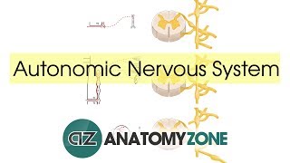 Autonomic Nervous System Introduction [upl. by Firehs]