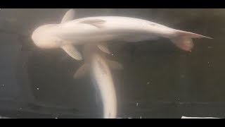 Ikan Patin ALBINO Ukuran JUMBO [upl. by Hulbard756]