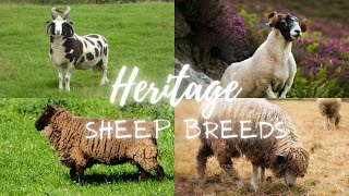 Heritage Sheep Breeds Guardians of Agricultural Legacy [upl. by Pazia]