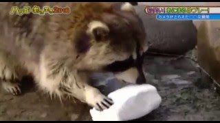 Raccoon eats cotton candy in the end [upl. by Sina]