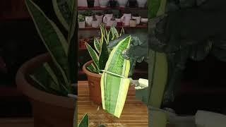 Sansevieria Leaf Cuttings Propagation plantpropagation sanseveria snakeplant [upl. by Enaillil]