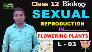 Sexual Reproduction in Flowering Plants  Part 33  class12thbiology vandetripura pmevidya [upl. by Yeslaehc]