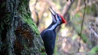 Pileated Woodpecker pecking and calling [upl. by Seltzer]