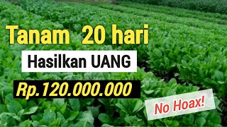 7 TANAMAN SUPER CEPAT MENGAHASILKAN UANG  MUDAH DITANAM [upl. by Saenihp]