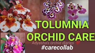 How to care for Tolumnia Orchids My mounted tolumnias  carecollab [upl. by Alah]