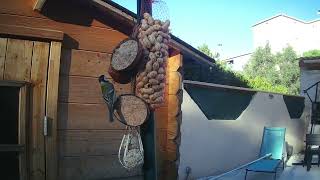 Mésanges et Moineaux à la mangeoire N°2 27112024Tits and Sparrows at Feeder No 2 [upl. by Penny726]