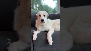 Modelesque pyrenees dogpuppies greatpyrenees [upl. by Kath776]