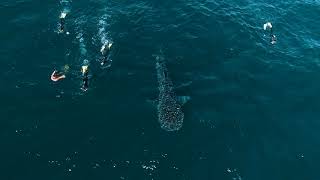 Live Ningaloo Swimming with Whale Shark Adventure Day [upl. by Irroc]