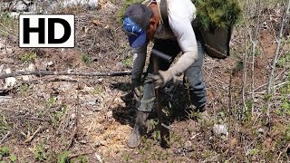 Planting Trees in Bulk  Reforesting with White Pine [upl. by Hiller]